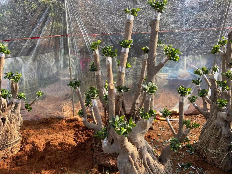 cómo convertir un ficus bonsái grande en un tamaño mediano mediante injertos
